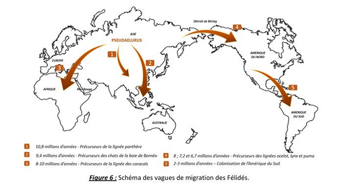 vagues migrations félidés