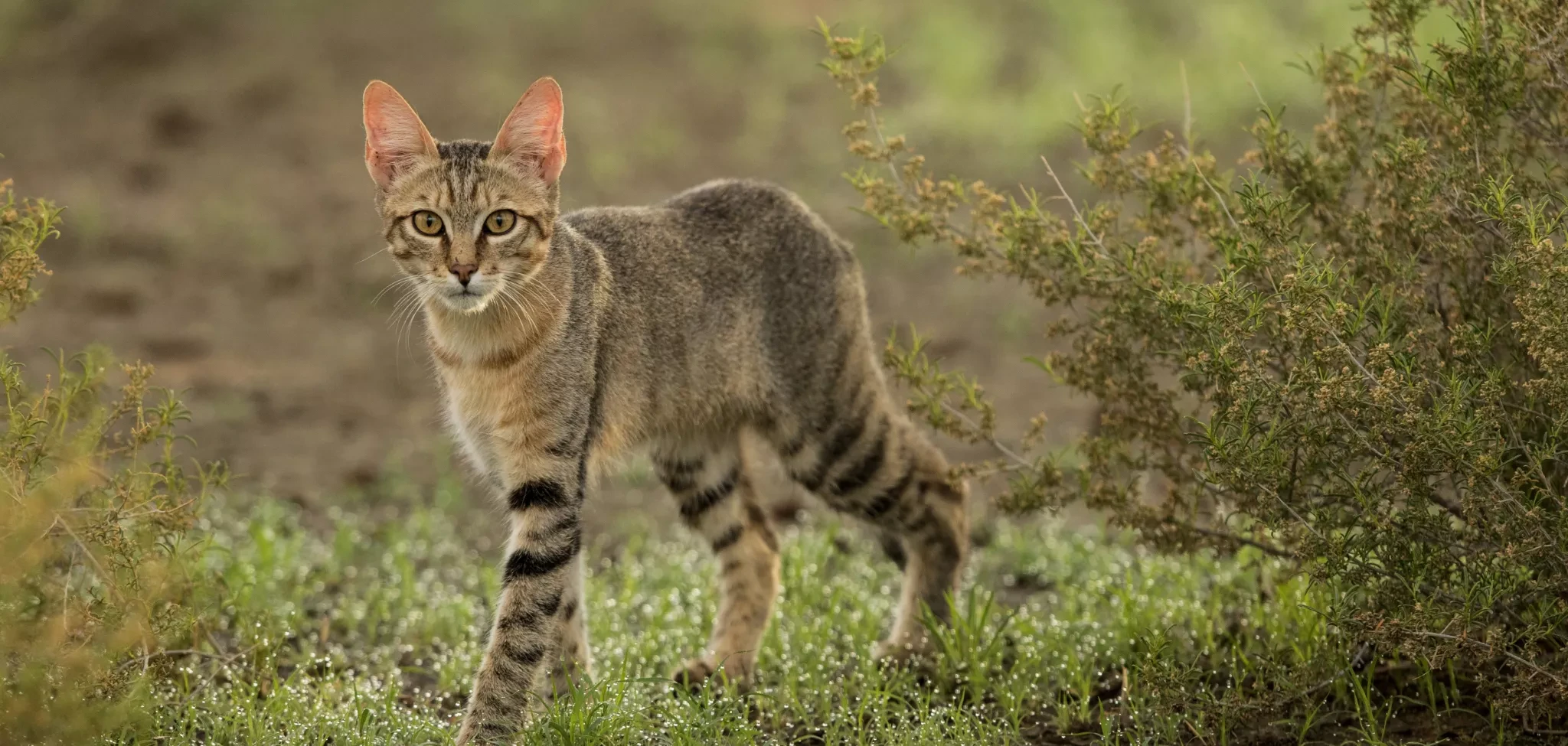 Chat ganté, Felis silvestris Lybica