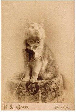 Cosey, Maine Coon primée au Madison Square Garden 1895 - Best of Show