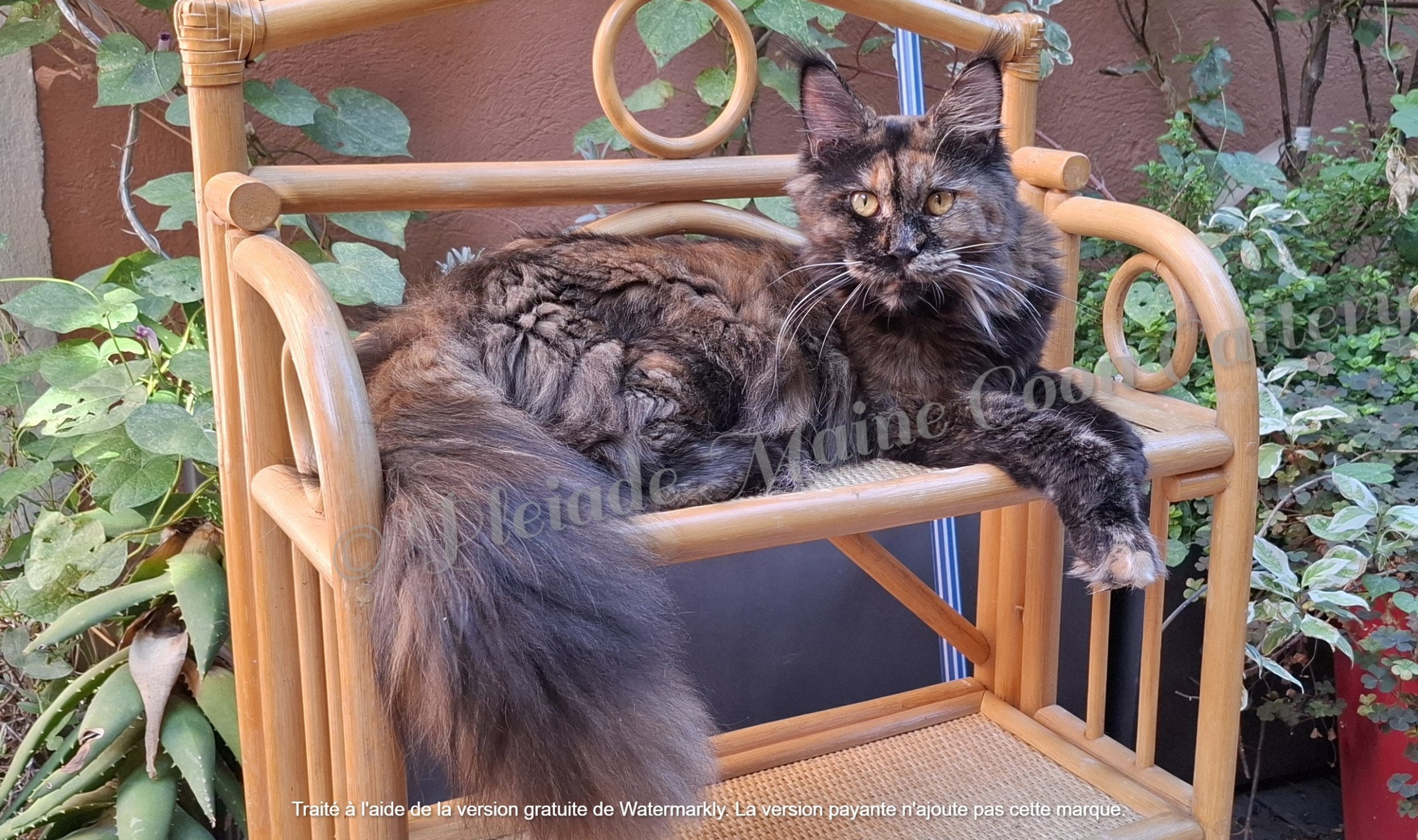 Ysis, 26/07/2025 - 11 mois et1/2