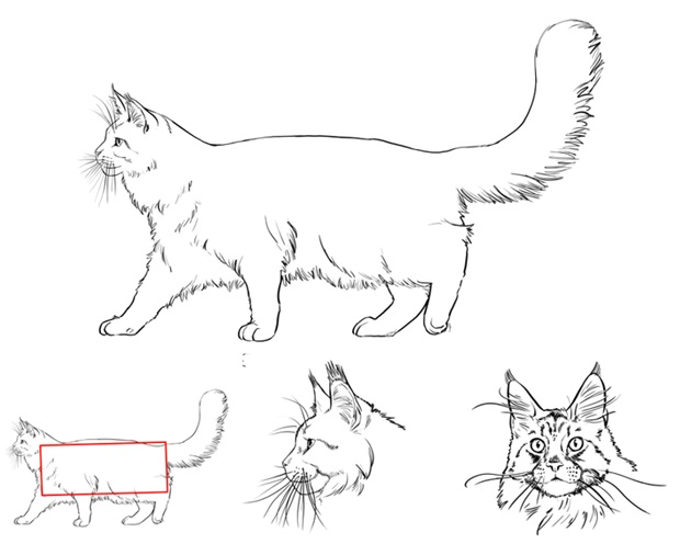 LOOF-illustrations standard MC
