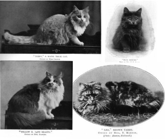 Maine cat, fin 19e - début 20e siècles