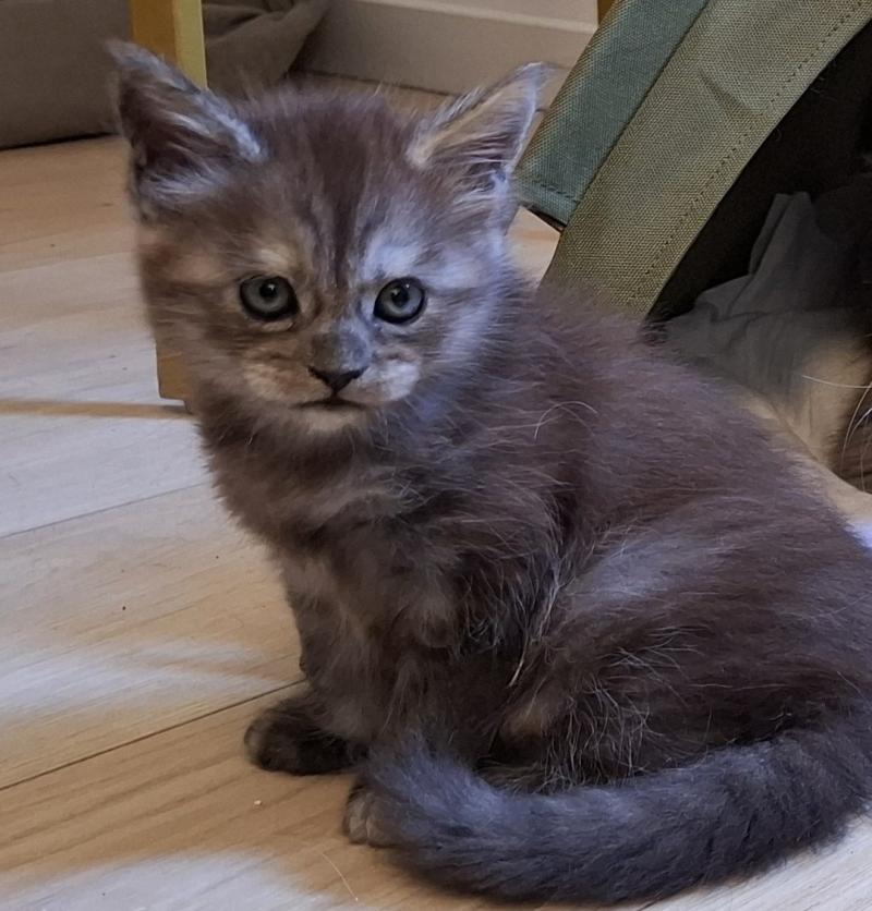 Bilbo Baggins Mâle Maine coon