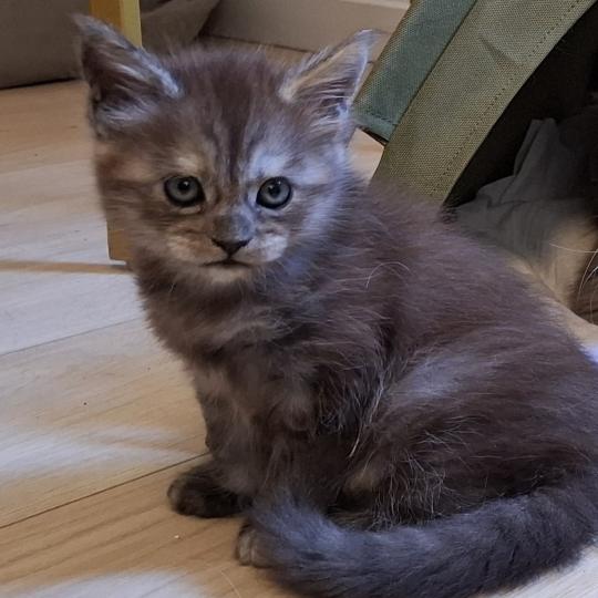 Bilbo Baggins Mâle Maine coon