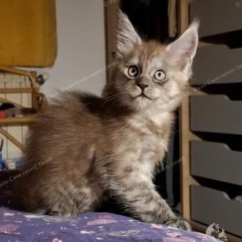 chaton Maine coon black smoke Bilbo Baggins Chatterie Pleiade Maine Coon