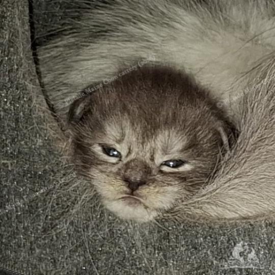 chaton Maine coon black smoke Bilbo Baggins Chatterie Pleiade Maine Coon