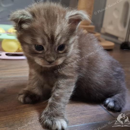 chaton Maine coon black smoke Bilbo Baggins Chatterie Pleiade Maine Coon