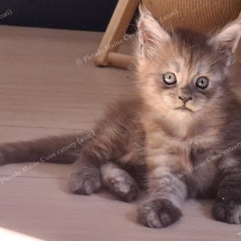 chaton Maine coon black smoke Bilbo Baggins Chatterie Pleiade Maine Coon