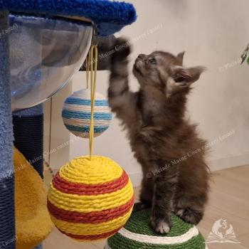 chaton Maine coon black smoke Bilbo Baggins Chatterie Pleiade Maine Coon