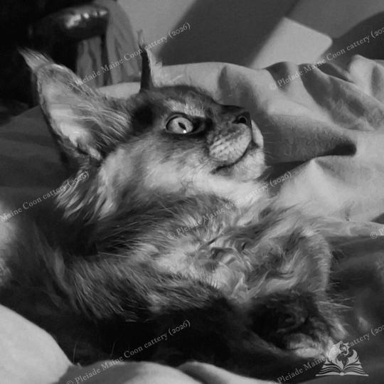 chaton Maine coon black smoke Bilbo Baggins Chatterie Pleiade Maine Coon