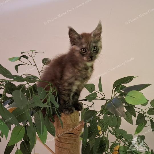 Bilbo Baggins Mâle Maine coon