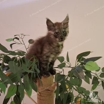 chaton Maine coon black smoke Bilbo Baggins Chatterie Pleiade Maine Coon