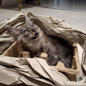 chaton Maine coon black smoke Bilbo Baggins Chatterie Pleiade Maine Coon