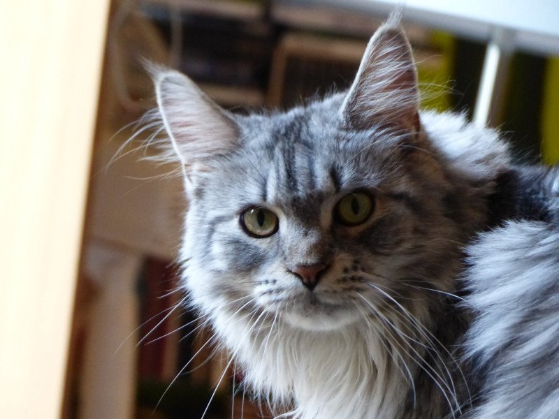Lisbeth Femelle Maine coon