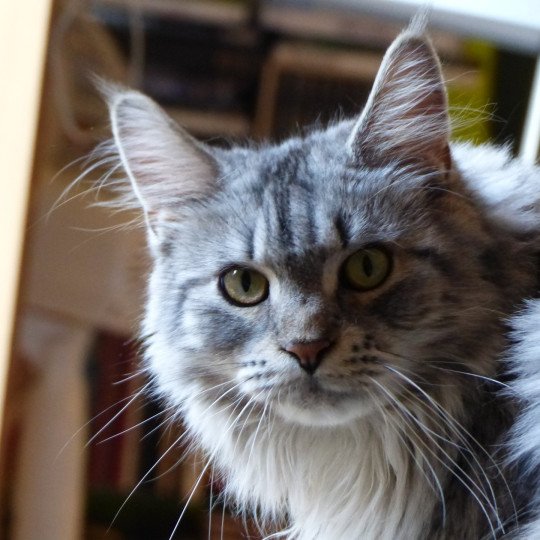 Lisbeth Femelle Maine coon