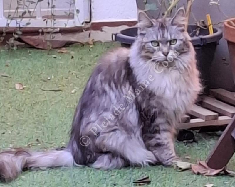 Lisbeth Femelle Maine coon