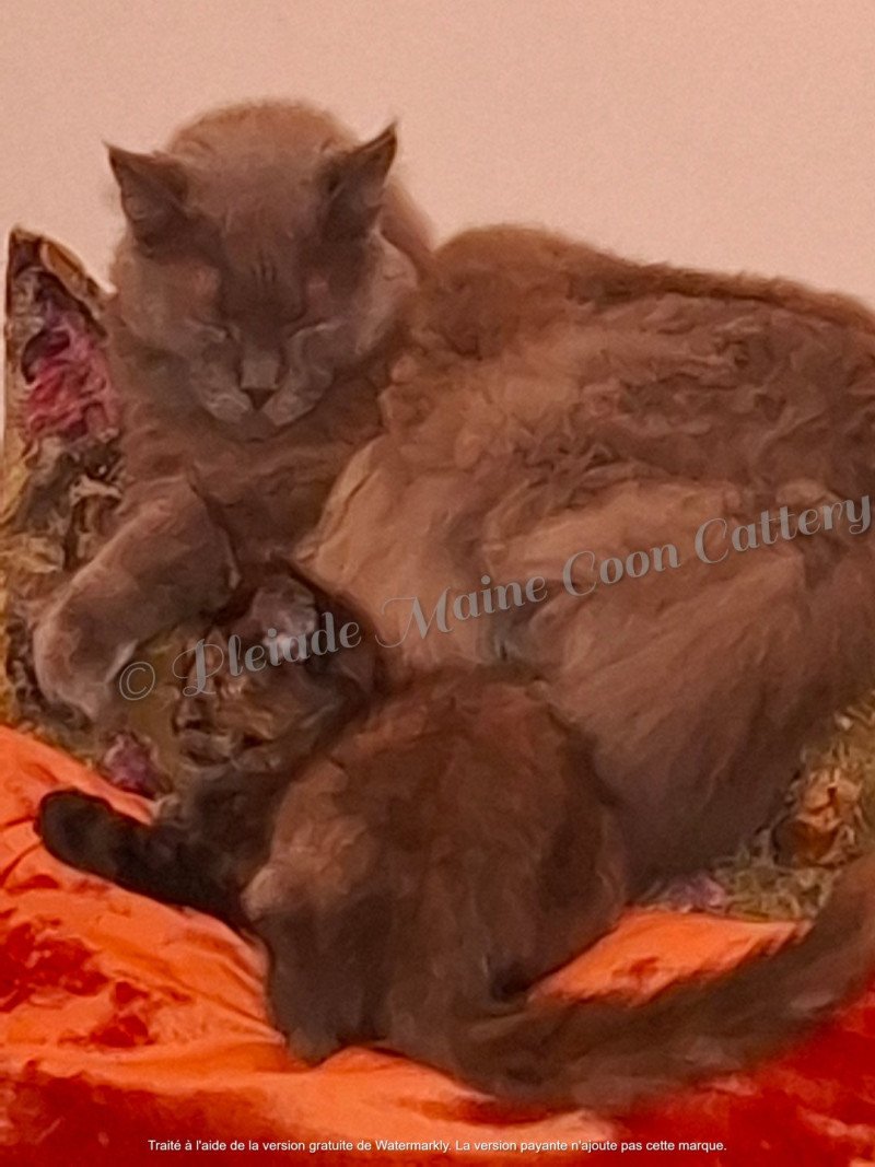 Elliot Mâle Maine coon