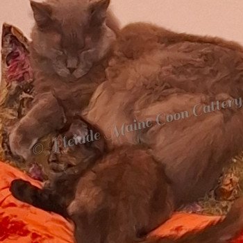 chat Maine coon blue Nelson-Elliot Chatterie de la Pleiade Maine Coon