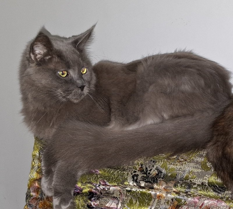 Elliot Mâle Maine coon