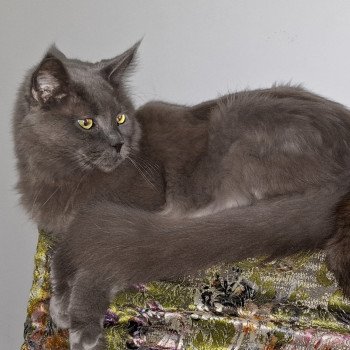 chat Maine coon blue Nelson-Elliot Chatterie de la Pleiade Maine Coon