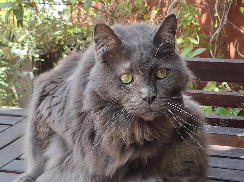 Elliot Mâle Maine coon