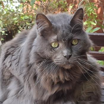 chat Maine coon blue Nelson-Elliot Chatterie de la Pleiade Maine Coon