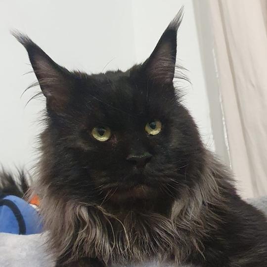 Gerakleya Ramon Mâle Maine coon