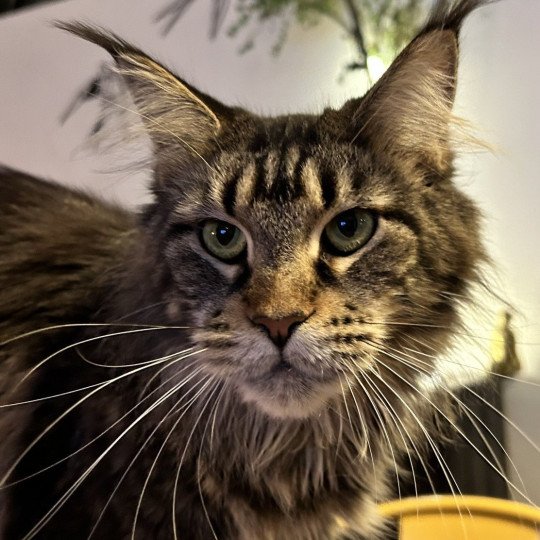 Tame Impala Femelle Maine coon