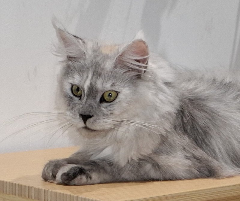 Victoire Femelle Maine coon