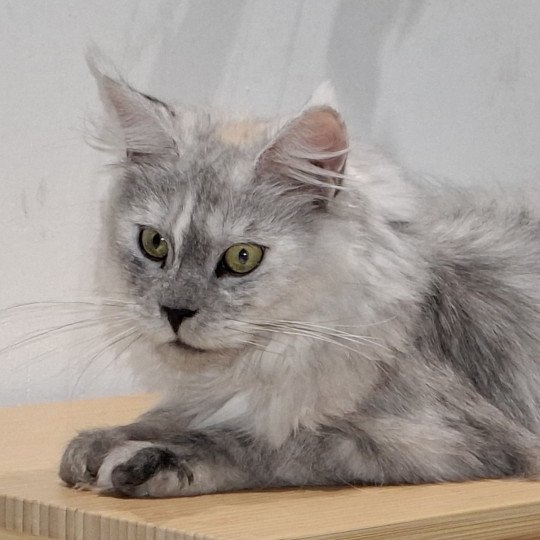 Victoire Femelle Maine coon