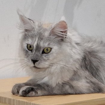 chat Maine coon black tortie silver shaded Vicky Chatterie de la Pleiade Maine Coon