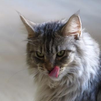 chat Maine coon black tortie smoke Vicky Chatterie de la Pleiade Maine Coon