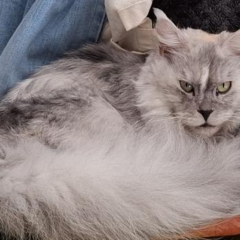 chat Maine coon black tortie smoke Vicky Chatterie de la Pleiade Maine Coon
