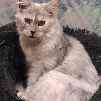 chat Maine coon black tortie smoke Vicky Chatterie de la Pleiade Maine Coon
