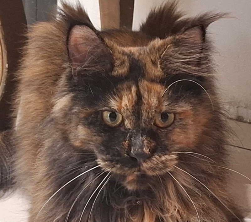 Ysis Femelle Maine coon