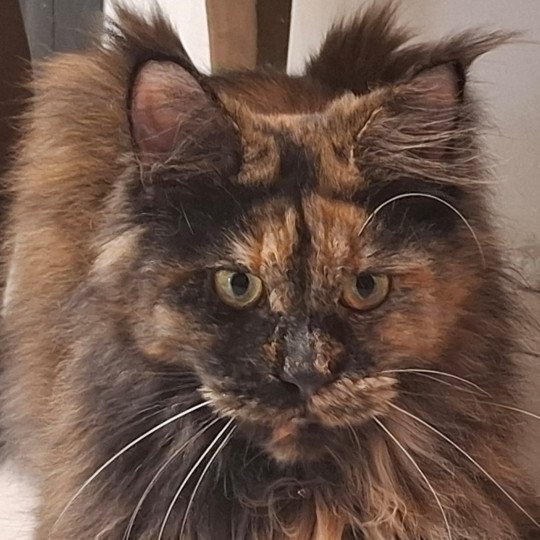 Ysis Femelle Maine coon