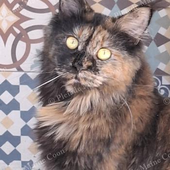 chat Maine coon black tortie Yzadora Chatterie de la Pleiade Maine Coon