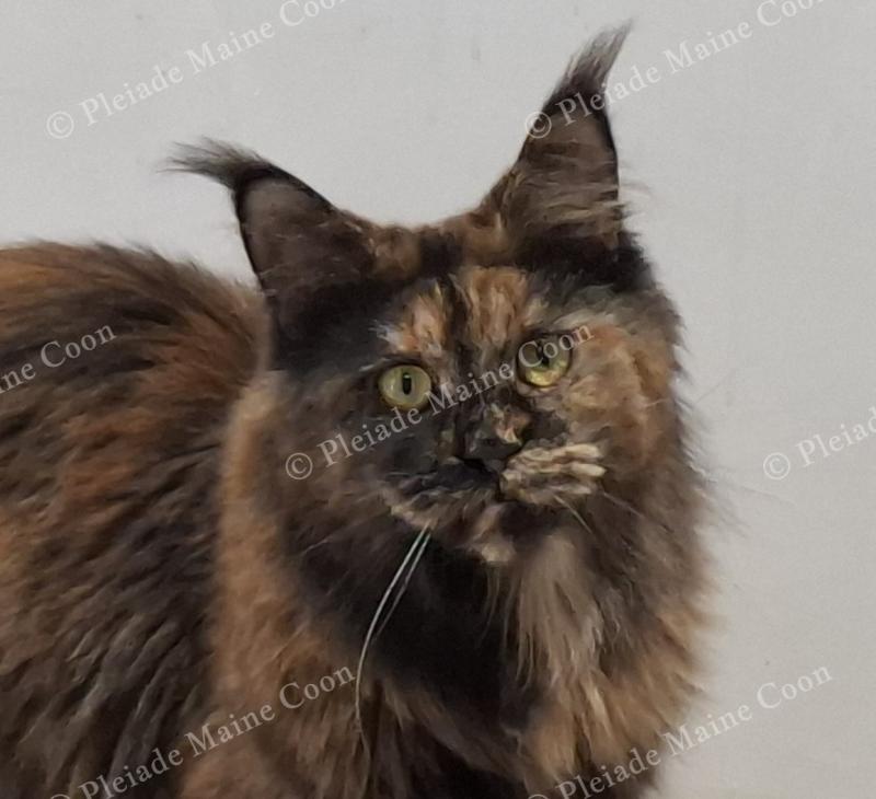 Ysis Femelle Maine coon