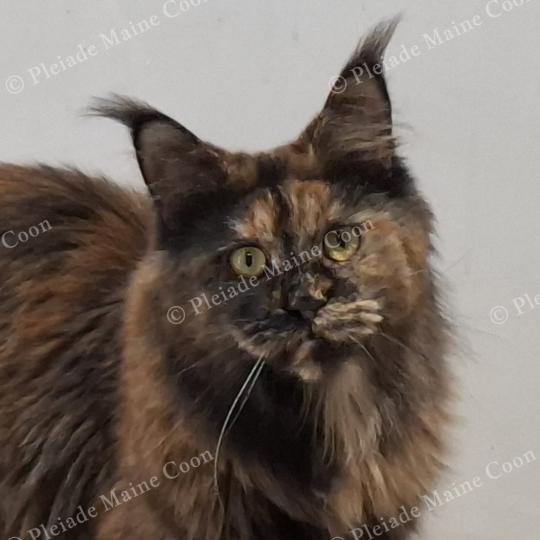 Ysis Femelle Maine coon