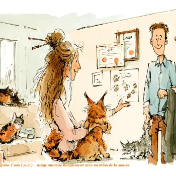Maine Coon : comment choisir un éleveur sérieux sans se faire avoir ?