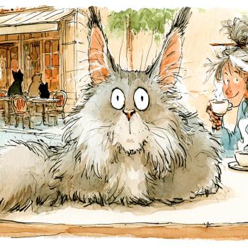 France, la folie du Maine coon