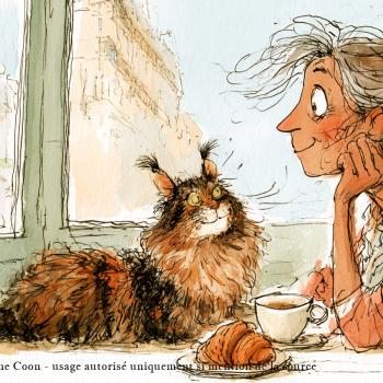 France, la folie du Maine coon
