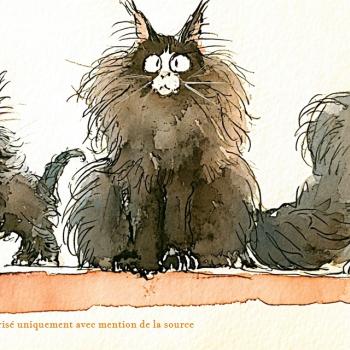 Les âges du chat