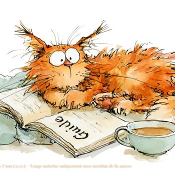 Maine Coon, le géant au cœur tendre
