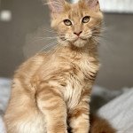 Tomen jeune, père d'Ysis