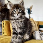 Tame, alors chaton, la mère d'Ysis