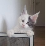 Salomé, la maman de Victoire, lorsqu'elle était chaton