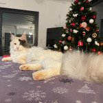 Salomé, maman de Victoire - age adulte