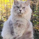 U'Kinaï, papa de Victoire