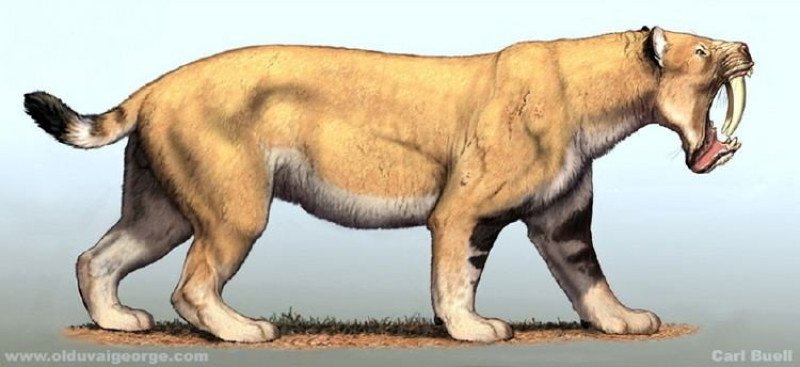 Nimravidae, vue d'artiste